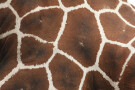 Giraffe, Yorkshire Wildlife Park, Doncaster